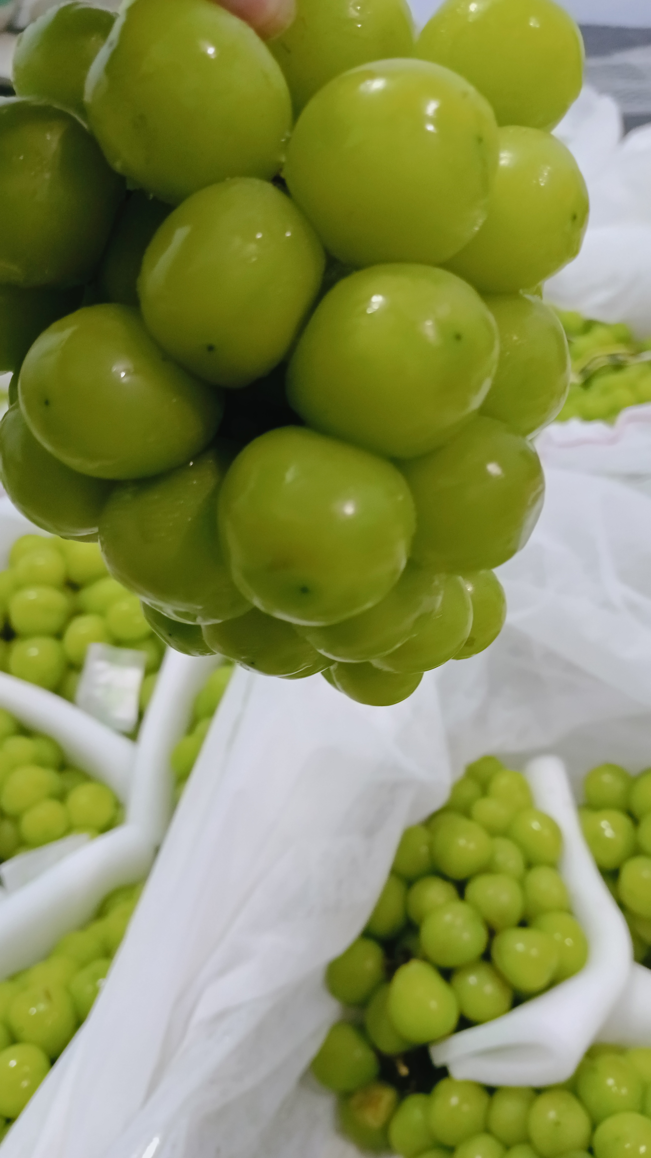 Dengan anggur hijau selera makan jadi meningkat.